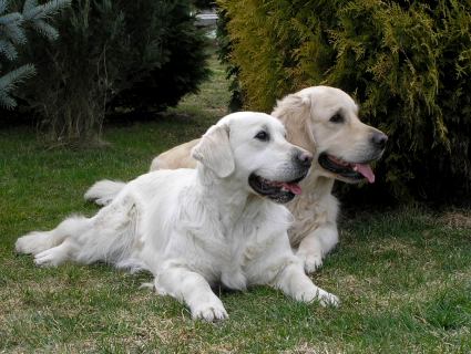 roky et mafille